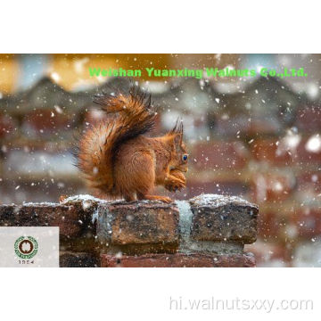 चीनी पोषक अखरोट की गुठली लाइट क्वार्टर (LQ)